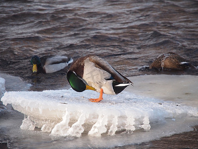 冬天河上的鸭子