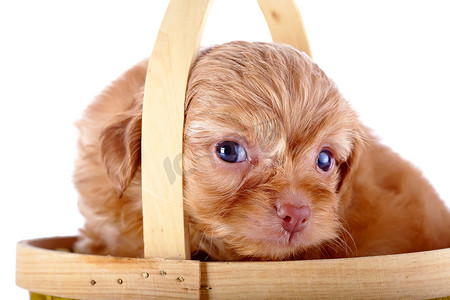 友谊装饰摄影照片_一只装饰小狗的红色小狗在篮子里的肖像。