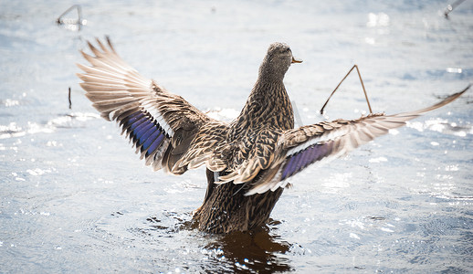 这里：一只林鸭做鸭子做的事——生活在林地湖泊中。