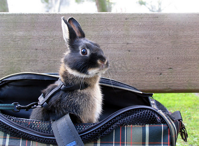 小侏儒摄影照片_小兔子从宠物手提袋里往外看（滑稽）