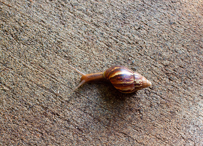 蜗牛壳摄影照片_蜗牛微距