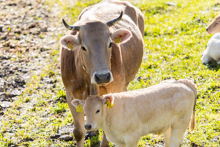 扎略摄影照片_安藤比利牛斯山脉卡尼略乡村阳光下的奶牛