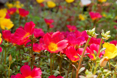 小玫瑰摄影照片_花园中的苔藓玫瑰黄色和红色