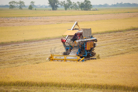 成熟水稻摄影照片_农场工人用联合收割机收割水稻
