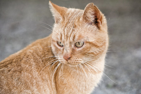 外面一只可爱的小橘猫的画像