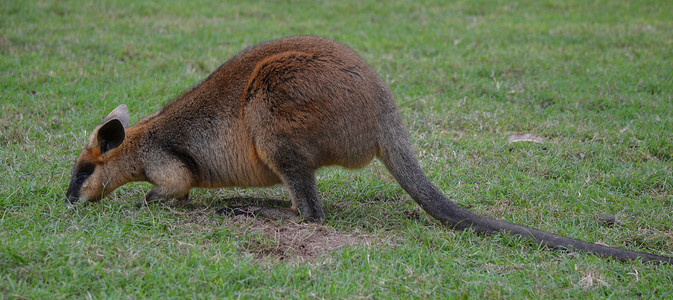 澳大利亚小袋鼠