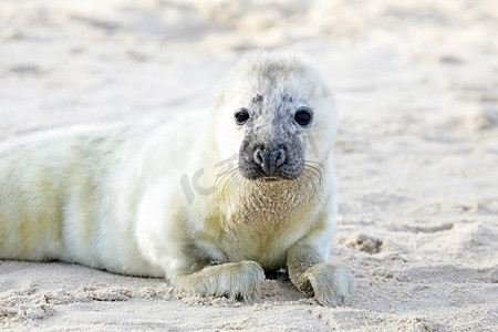 小灰海豹 (Halichoerus grypus) 在沙滩上放松