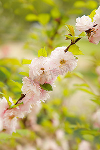 春天，杏仁树的树枝上开出了淡粉色的小花