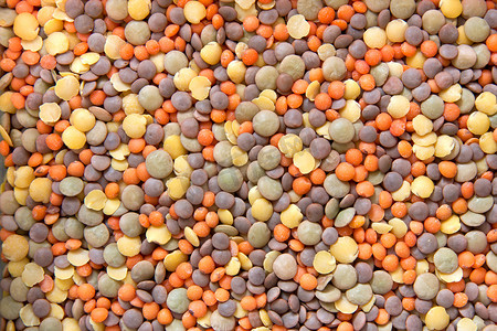 世界扁豆