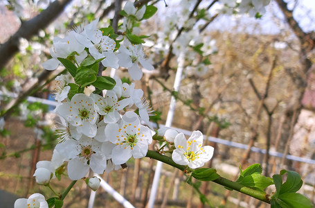 瓣叶摄影照片_开花在春天美丽的白色瓣的李属树
