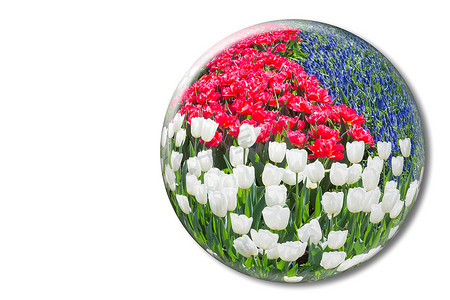 水晶球体中的红白郁金香和蓝葡萄风信花