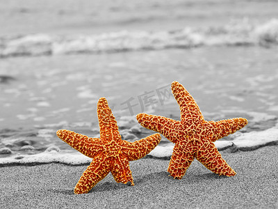 两只海星摄影照片_两只橙色海星反对黑白海岸线