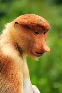 长鼻猴肖像，婆罗洲，马来西亚