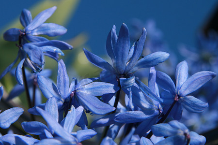 小花朵蓝色摄影照片_春天的蓝色花朵
