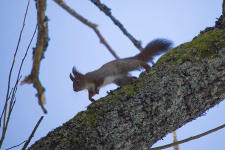 油松摄影照片_松鼠爬上树