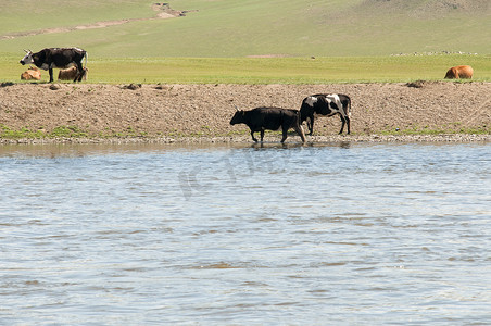 奶牛在靠近水源的蒙古山谷吃草