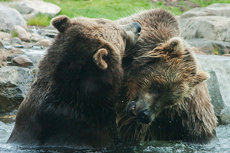 两只灰熊（棕熊）打架