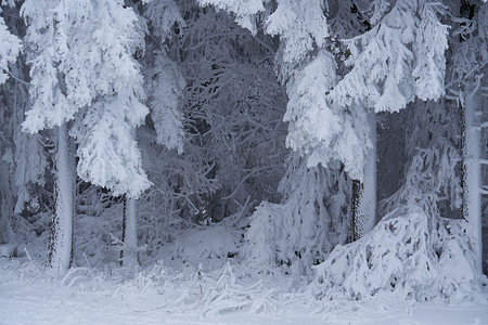 几何冬季摄影照片_德国黑森州 Rhoen 的 Wasserkuppe 树林中的冬季景观，雪中的溪流和瀑布，高大的松树和雪冷杉，都被雪和冰覆盖着。冰冷的树木几乎是假的几何形状。雪花和雪花