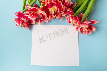 蓝粉春天摄影照片_郁金香的创意春季组合，带有柔和的蓝纸和白纸，用于题词。