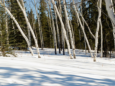 北方地区摄影照片_冬季北方森林针叶林中的白杨树凹槽