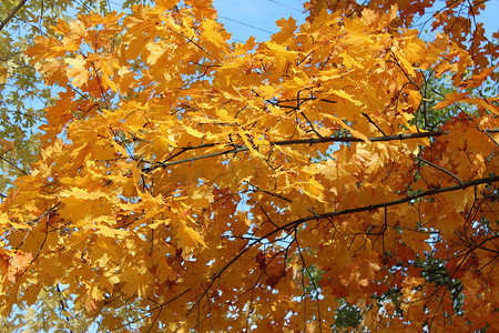 秋天树枝树枝摄影照片_秋天公园树枝上的黄叶