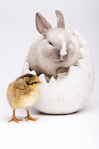 兔子和小鸡，春天多彩明亮的主题
