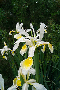 面纱鸢尾（Iris Spurio）
