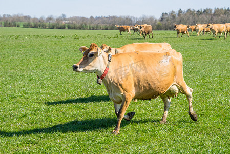 在田野上奔跑的泽西牛