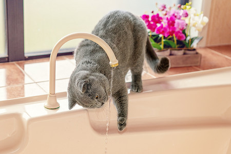美丽的英国短毛猫玩水