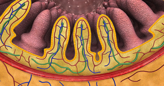 肠绒毛（单数：绒毛）是延伸到小肠腔内的小指状突起