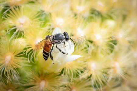 白色花朵上的小蜜蜂或矮蜂 (apis florea) 的图像收集花蜜。
