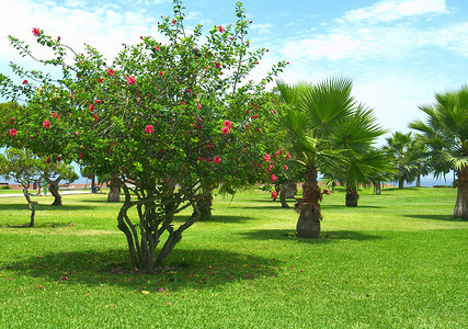 弗洛伊德玫瑰摄影照片_秘鲁利马米拉弗洛雷斯公园