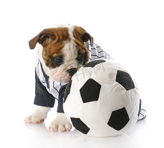 足球盘带摄影照片_带足球的小狗