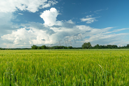 白云麦田摄影照片_绿色的大麦田和蓝天上的白云