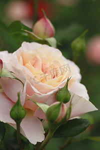 玫瑰模糊摄影照片_花园里美丽的玫瑰