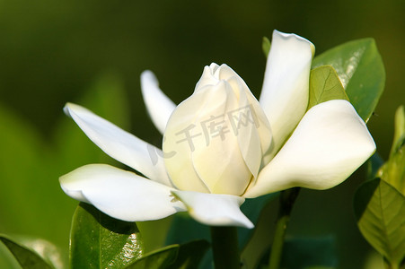 茉莉鲜花摄影照片_栀子花