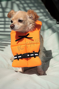 宠物服装摄影照片_可爱的吉娃娃狗在万圣节服装航海橙色生活 v