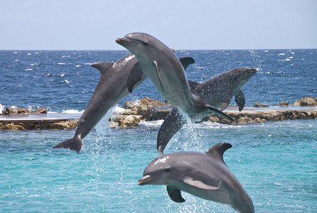 四只海豚在加勒比水中炫耀