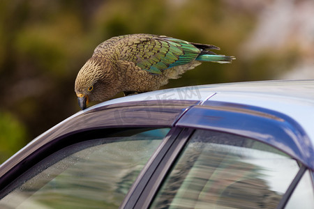新西兰高山鹦鹉 Kea 试图破坏汽车