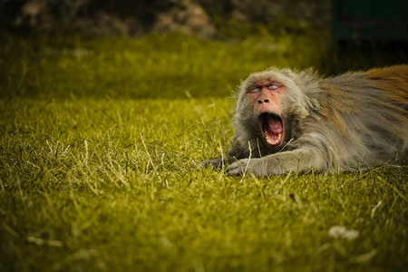 大嘴猴摄影照片_可爱的毛猴张开嘴打哈欠