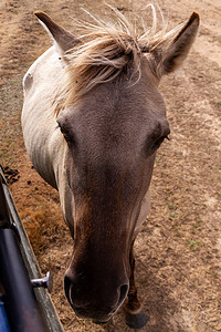马口铁材质摄影照片_一匹米色马的肖像