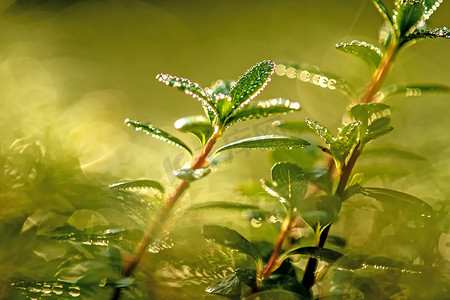 植物上的露珠摄影照片_逆光下植物上的露珠