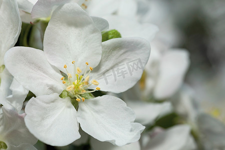 苹果树花