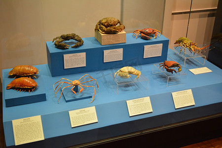菲利岛马尼拉国家自然历史博物馆螃蟹展示