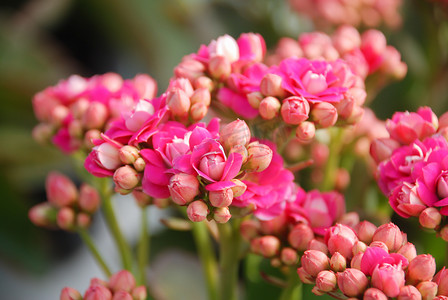有粉红色花朵的长寿植物，Kalanchoe blossfeldiana