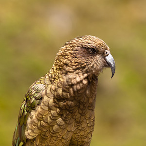 新西兰高山鹦鹉 Kea 的肖像，Nestor 著名