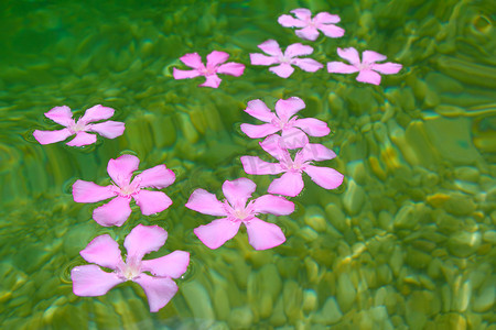 漂浮在自然淡水中的夹竹桃桃红色花