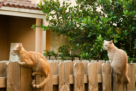 栅栏上的猫摄影照片_栅栏上的猫