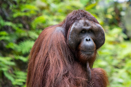 猩猩，成年男性，面部和头发特写在婆罗洲，马来西亚（沙捞越古晋地区）的性质