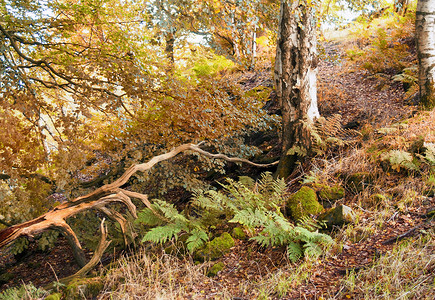 秋天的林地场景，山坡小径在树与橙叶和蕨类植物之间，树枝落下，苔藓覆盖岩石